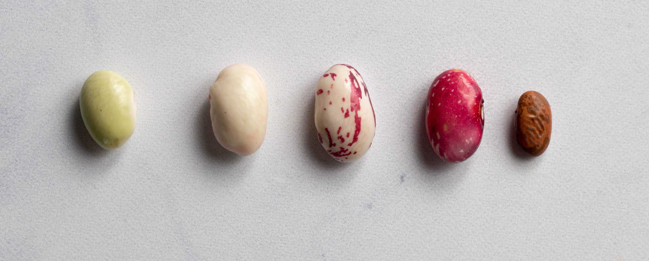 different stage of borlotti beans from immature to dried