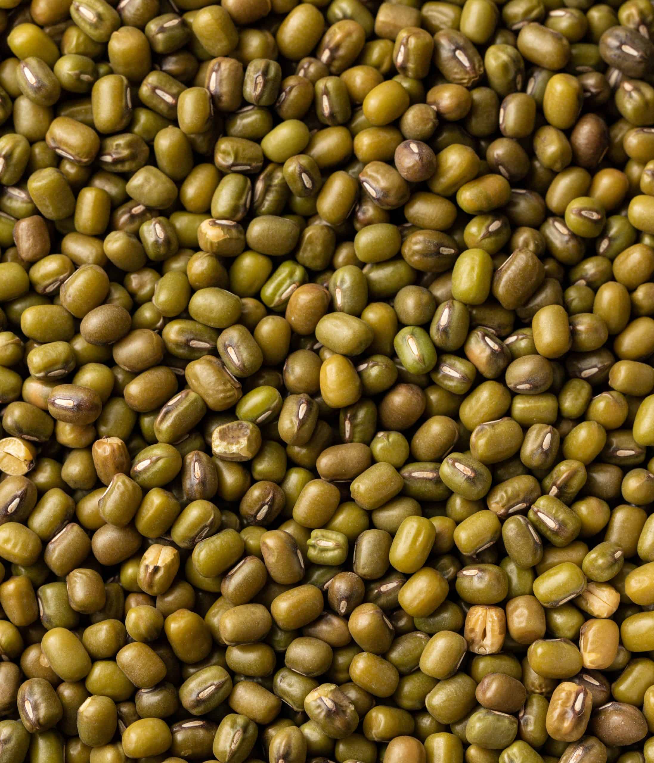 close up of Mung beans